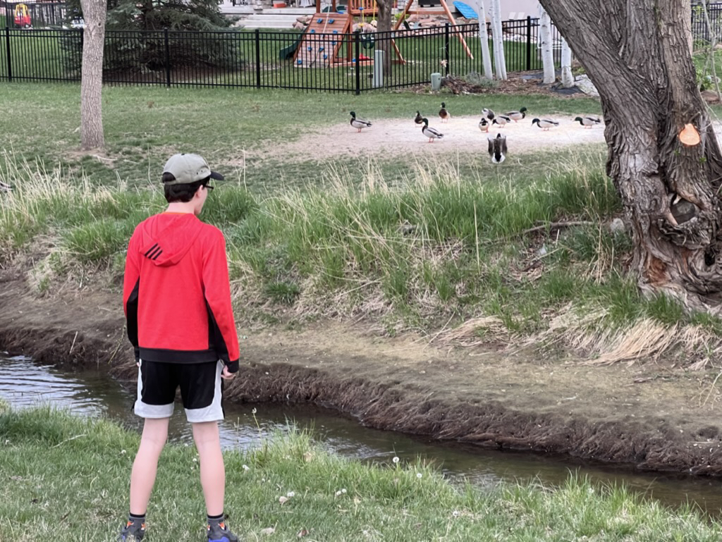 Ted vs ducks