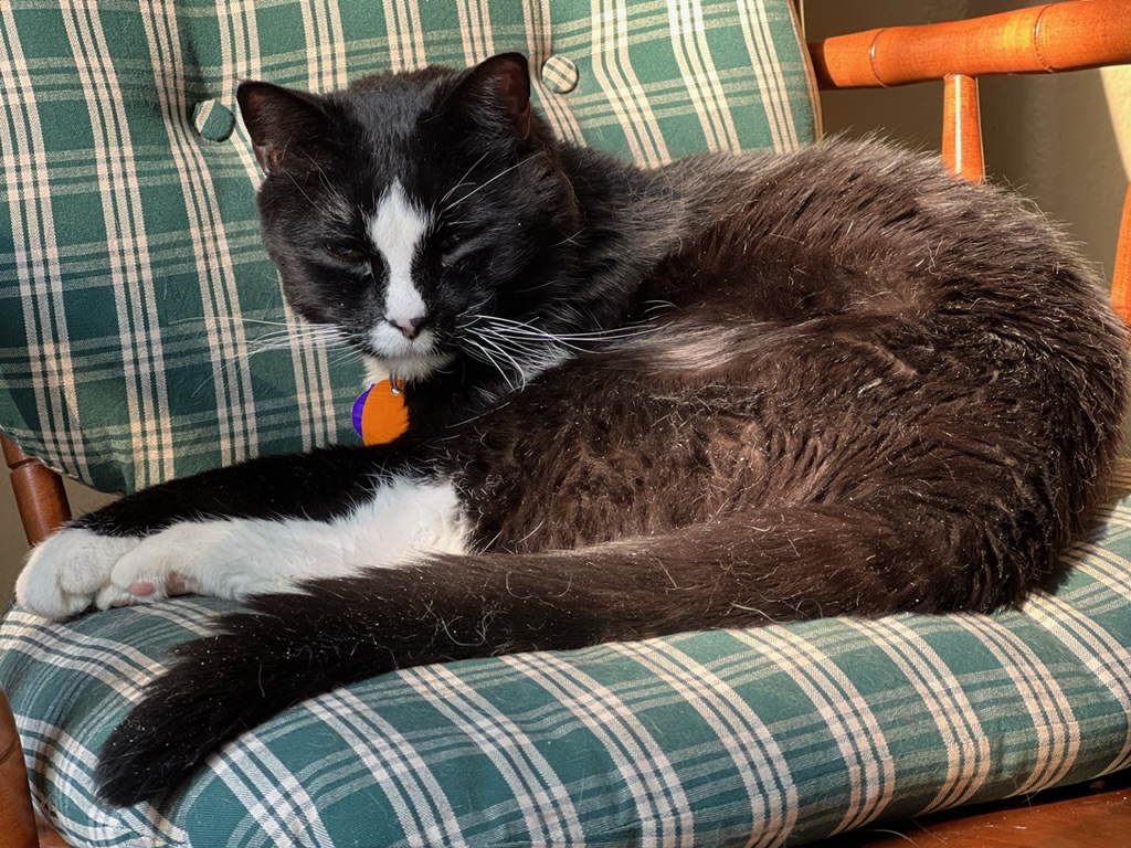 Very hairy on the chair