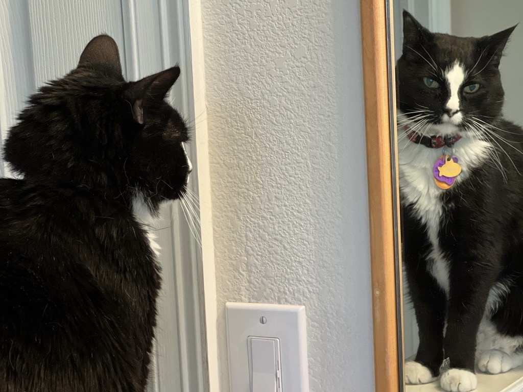 Henry's reflection