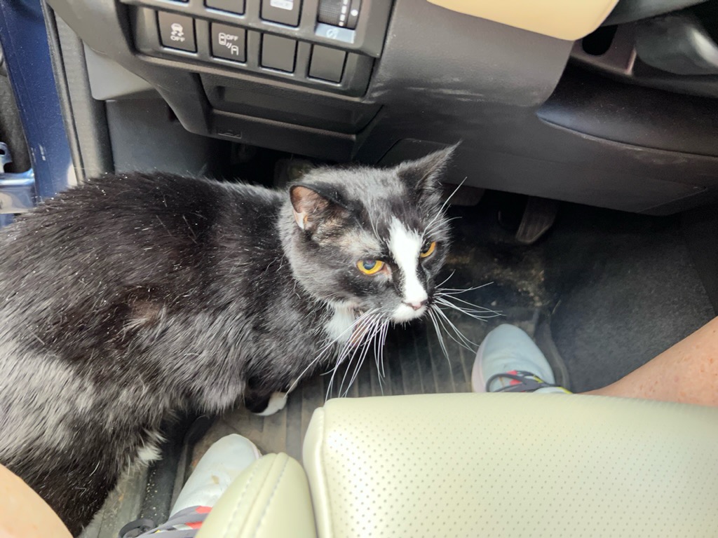 Henry also wants to drive