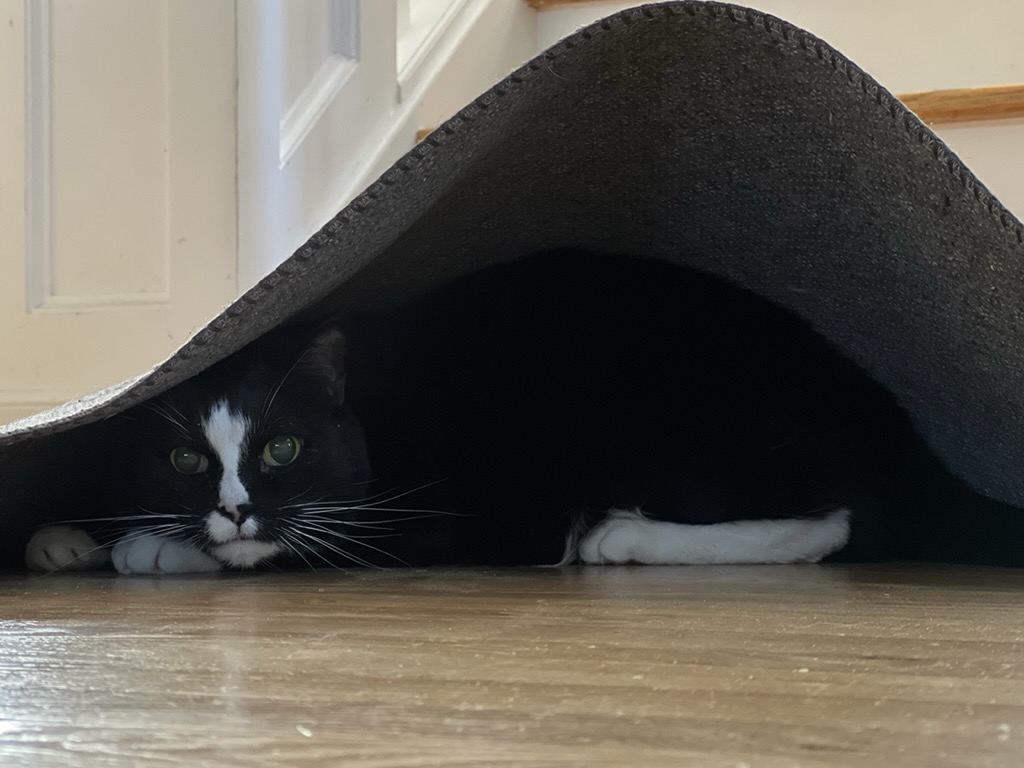Can you find the cat in this picture?