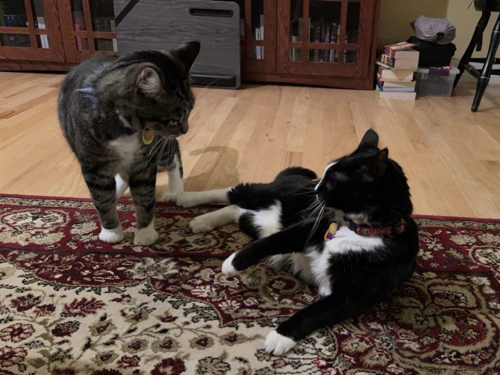 Feisty