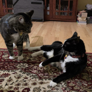 F1586E52-D3C3-4EB2-82EA-9884B4F84C1D_1_105_c.jpeg