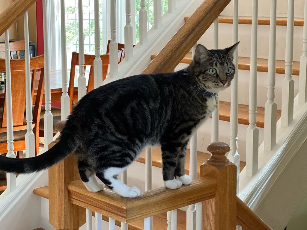 Circus cat