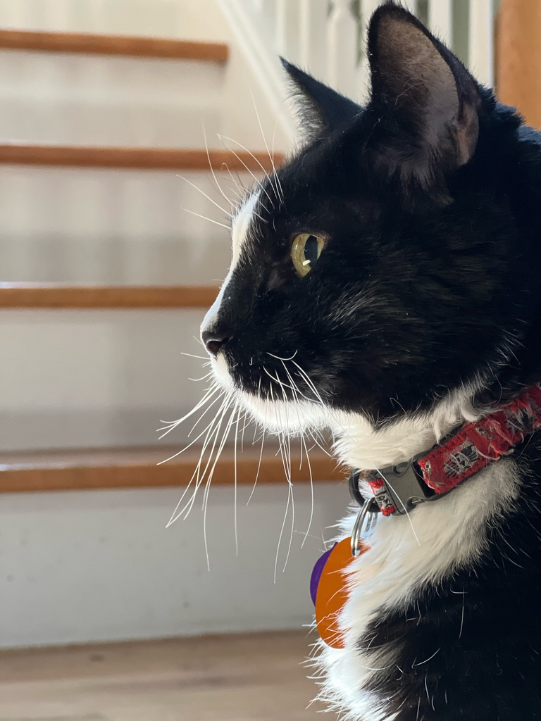 The good boy