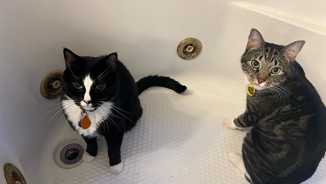 Tub cats