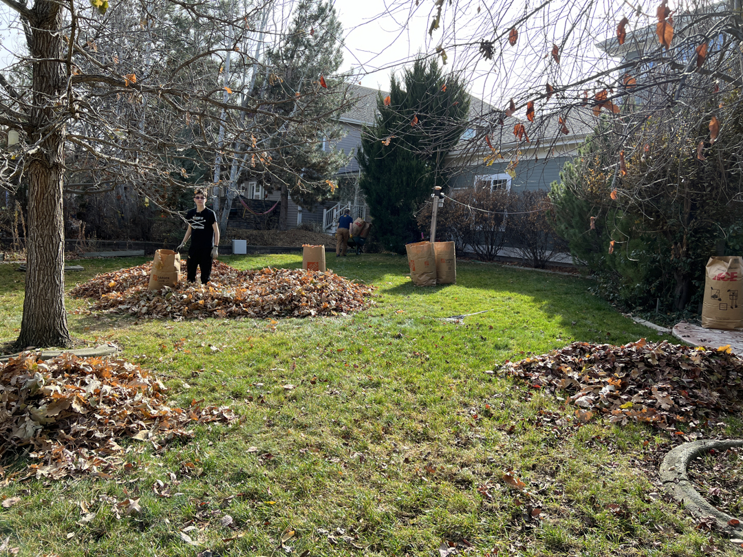 So many leaves