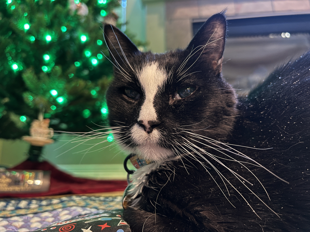Christmas cat