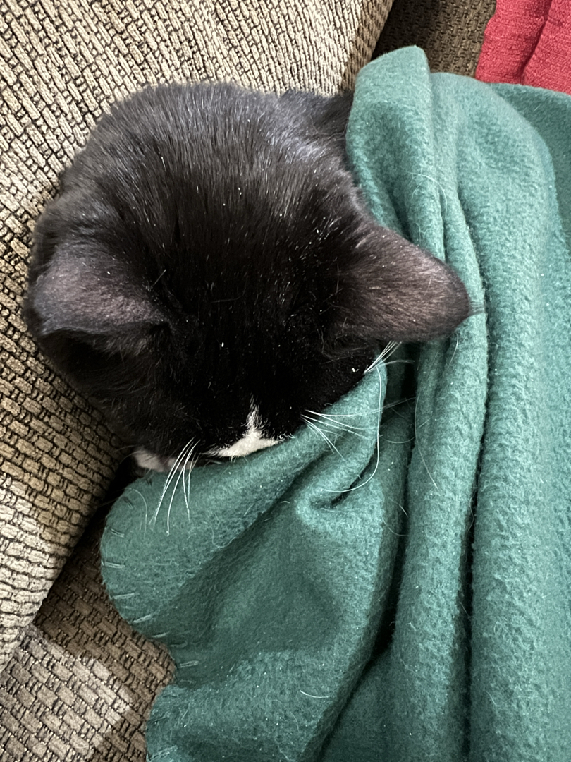 Nose-tucked snooze