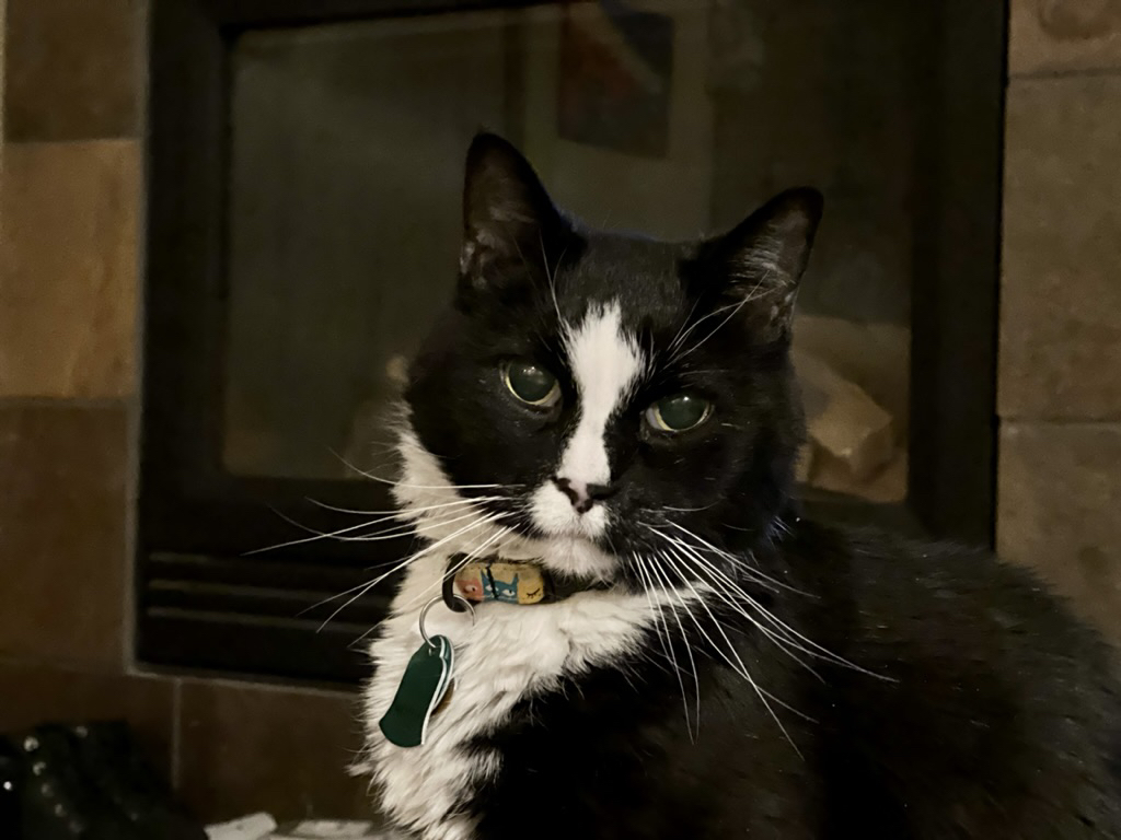Pretty kitty