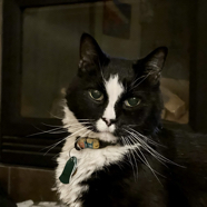 5F0A6BDA-04D7-4291-BC39-2DEA719A06AE_1_105_c.jpeg