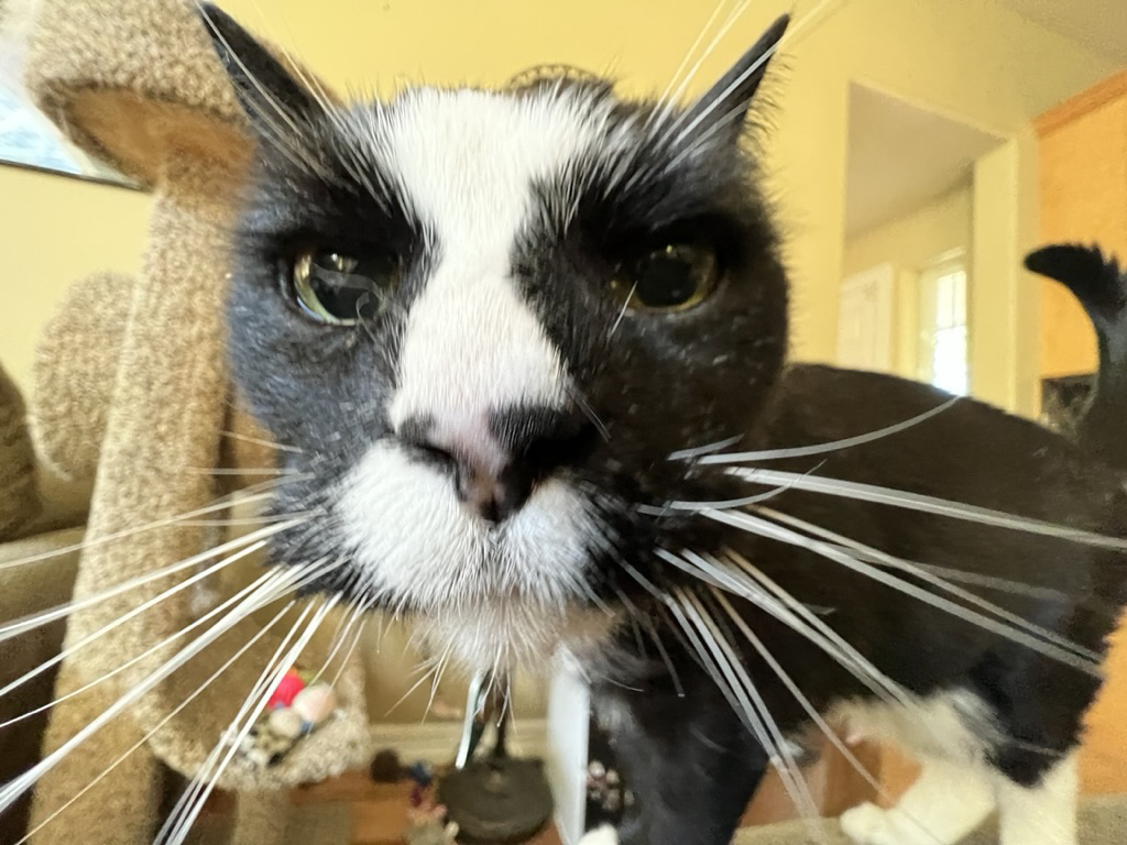 Henry's extreme close up