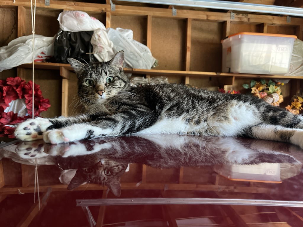 David relaxes on Grandpa's car