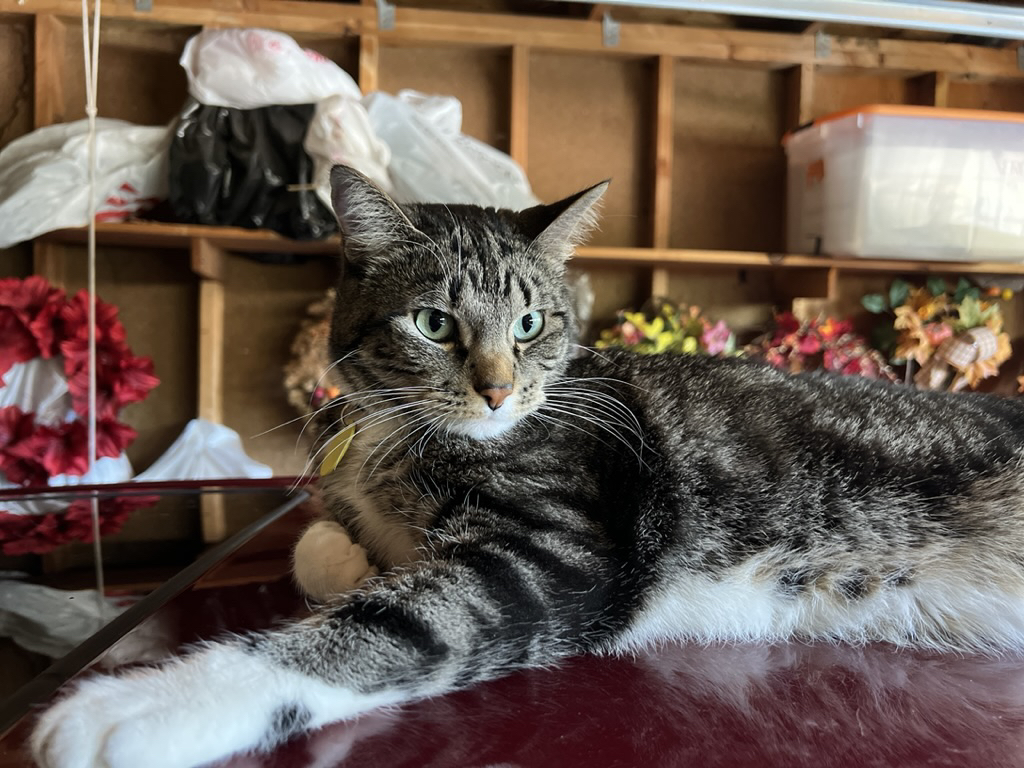 King of the garage