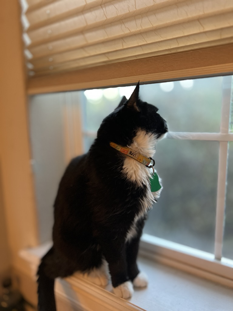 Henry watches the mourning doves on the roof
