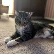 F5CC5691-672E-466A-8F17-34B53B3A8CEA_1_105_c.jpeg