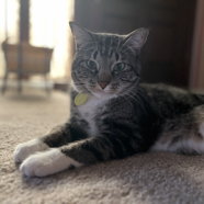 EA088AE2-25AB-4F5D-8075-32B94993EA20_1_105_c.jpeg