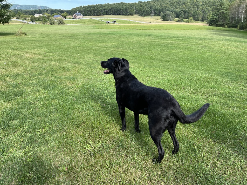 Sam's good boy, Pluto