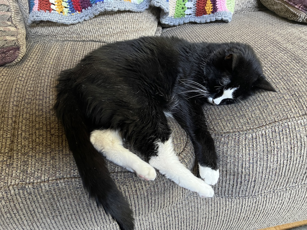 Henry oozes over the edge of the couch