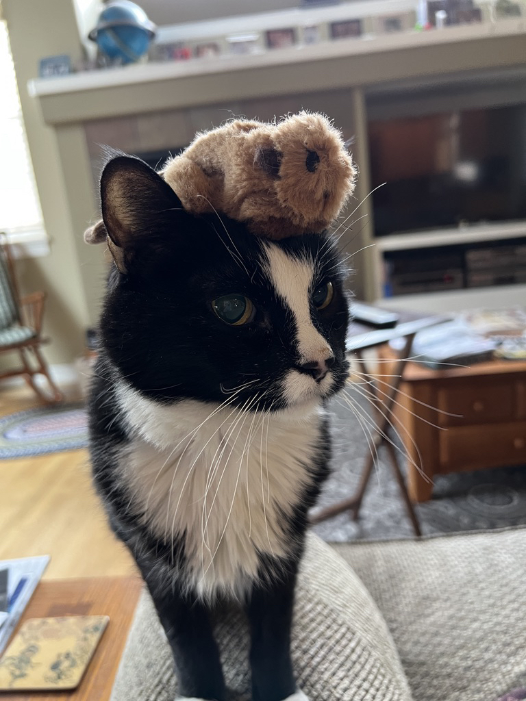 Beaver brain