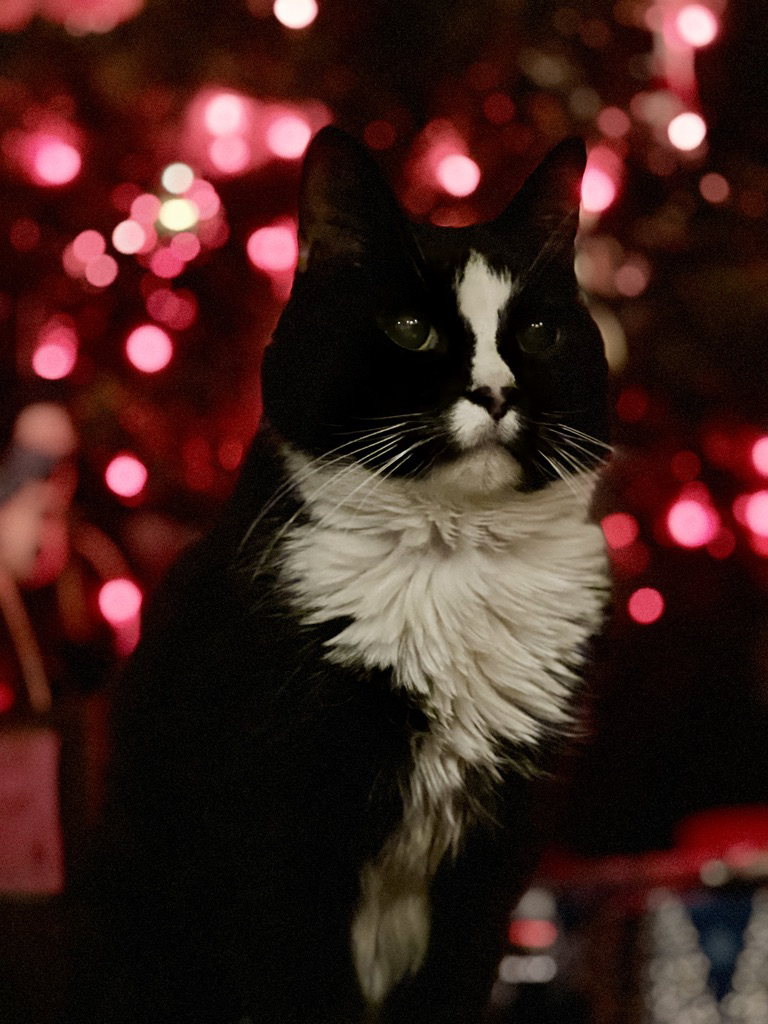 Christmas cat