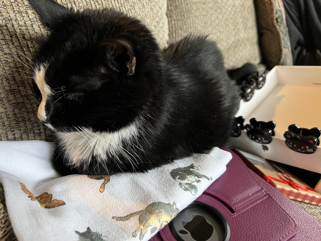 Henry approves of cat gifts