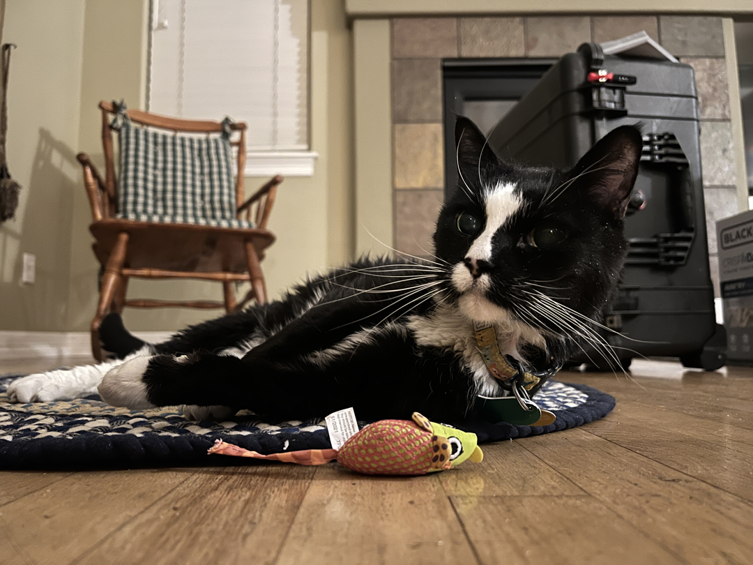 He still thinks this is his rug