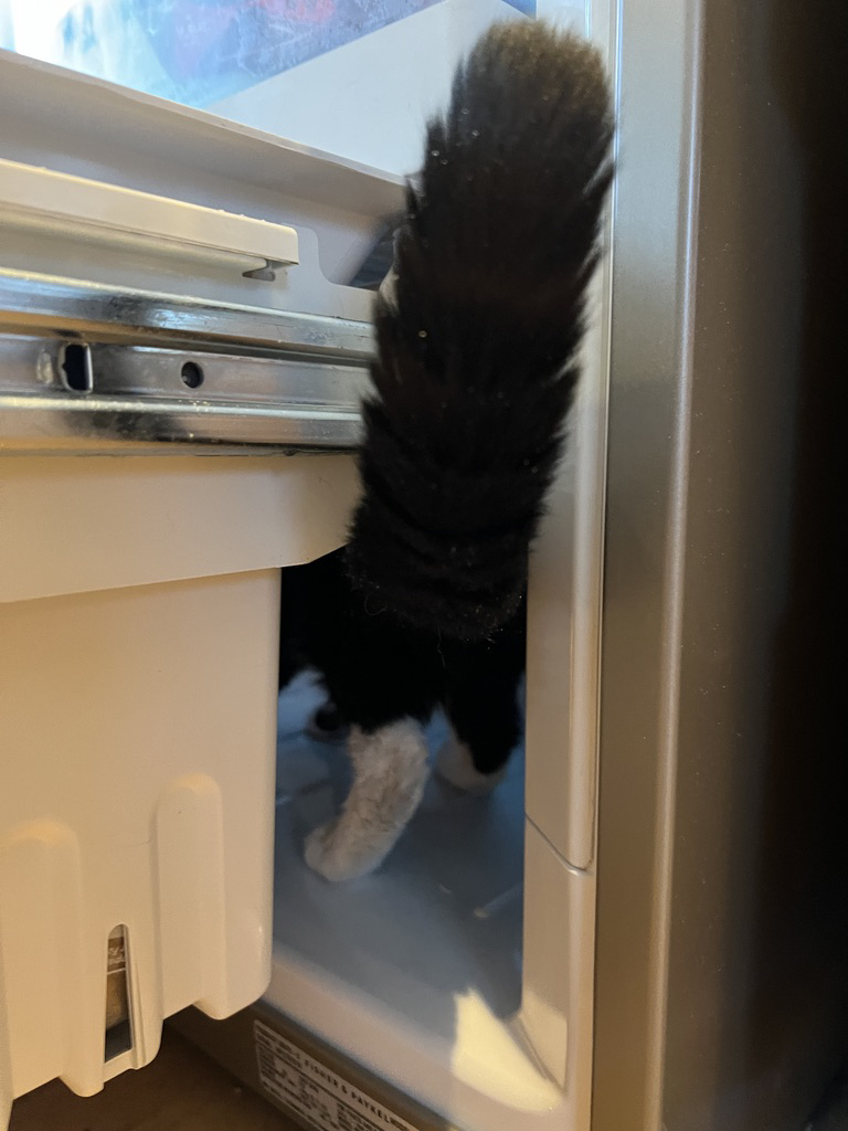The freezer is not a cave, Henry