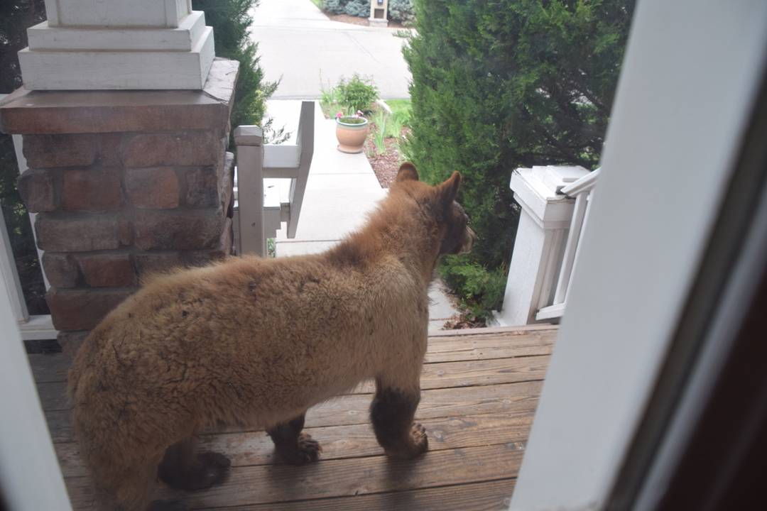And then there's a bear on the porch
