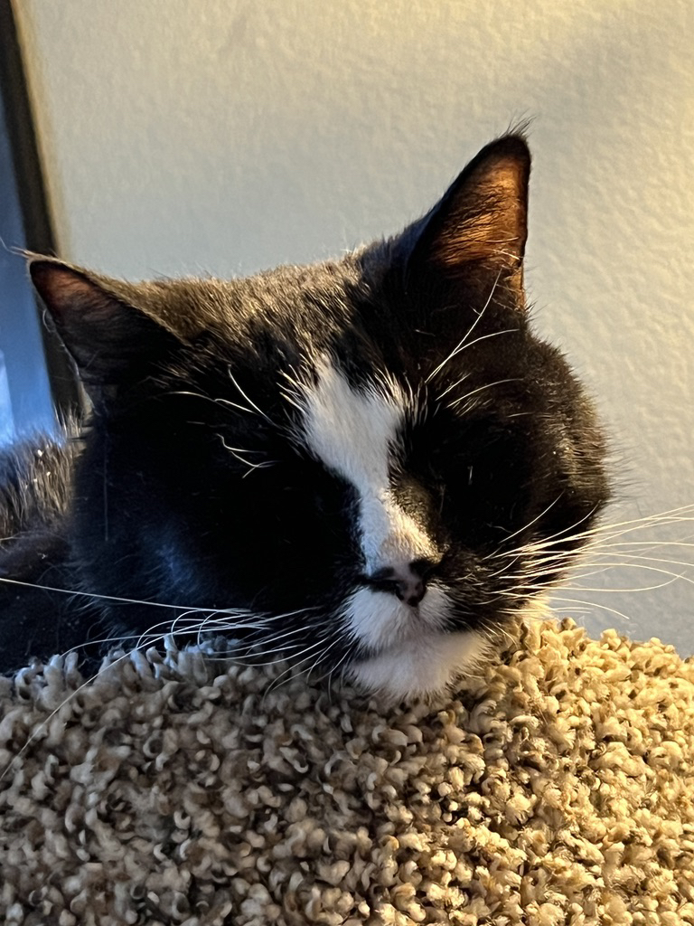 Sleepy kitty