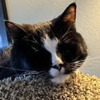 D2B5BA0F-0182-4C89-AF01-F44019A9E14A_1_105_c.jpeg