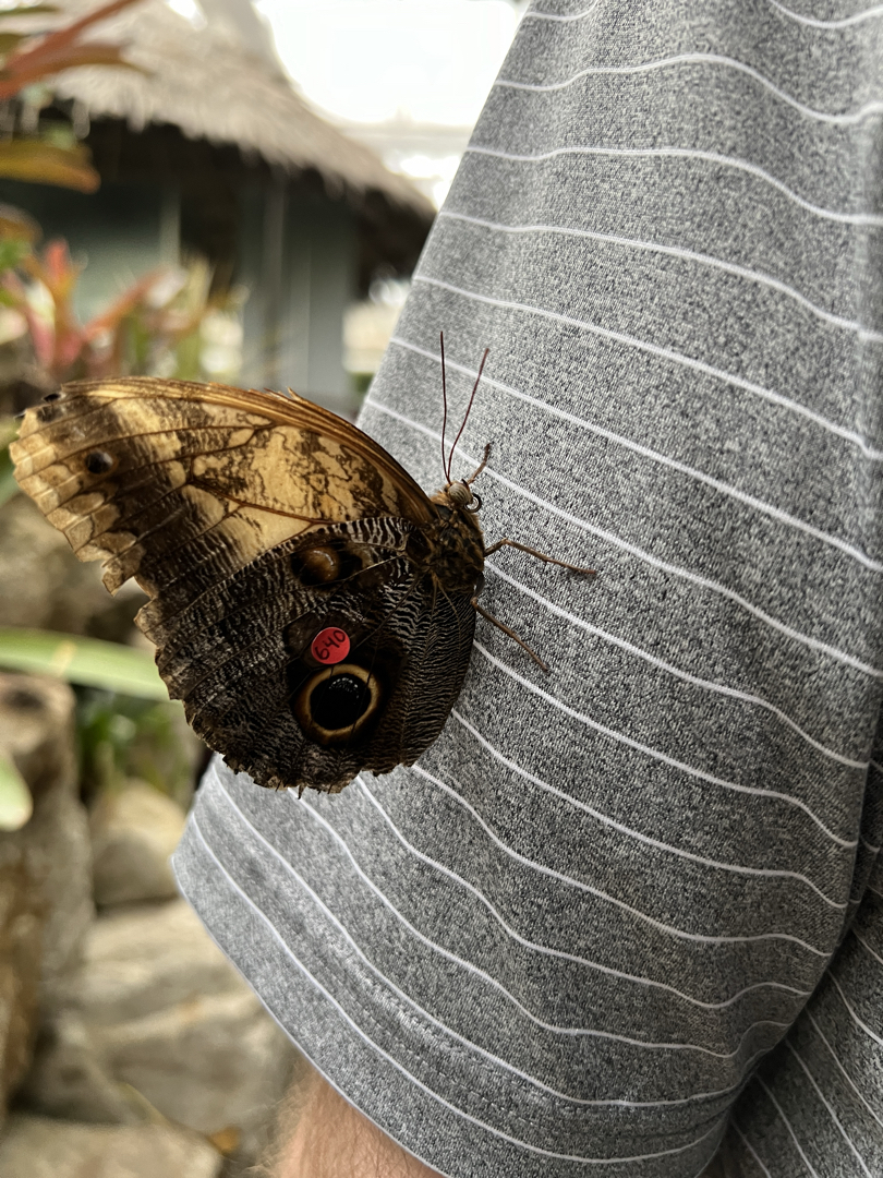 This owl butterly is number 640!