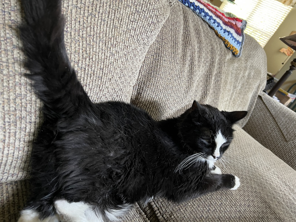 Shedding cat is happy we're back