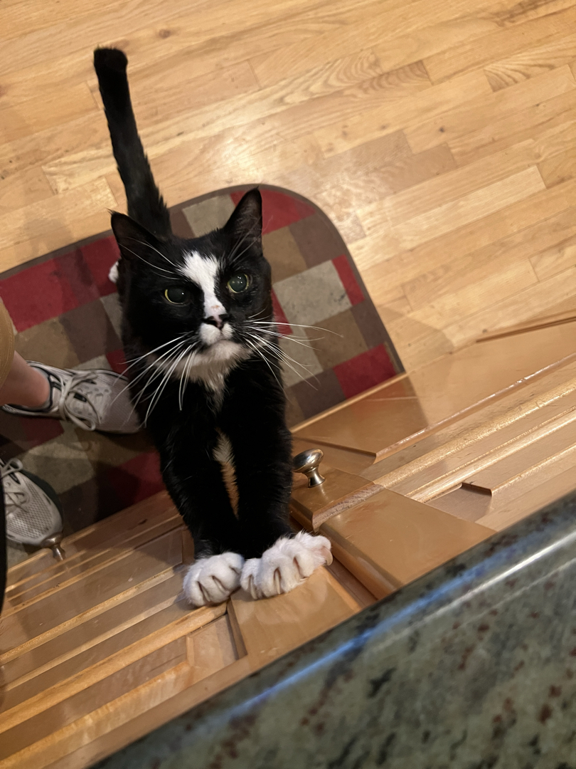Henry says it's dinner time