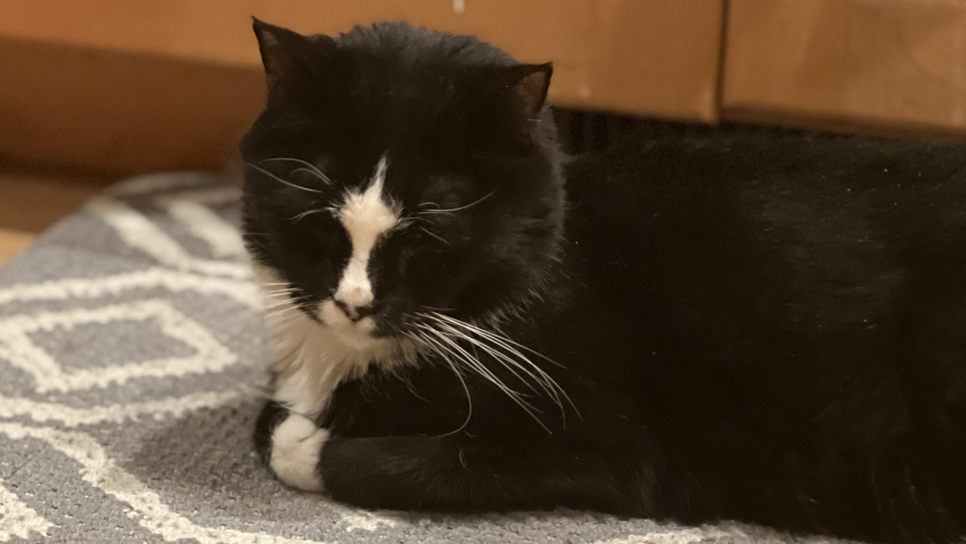 Henry and his polite paws