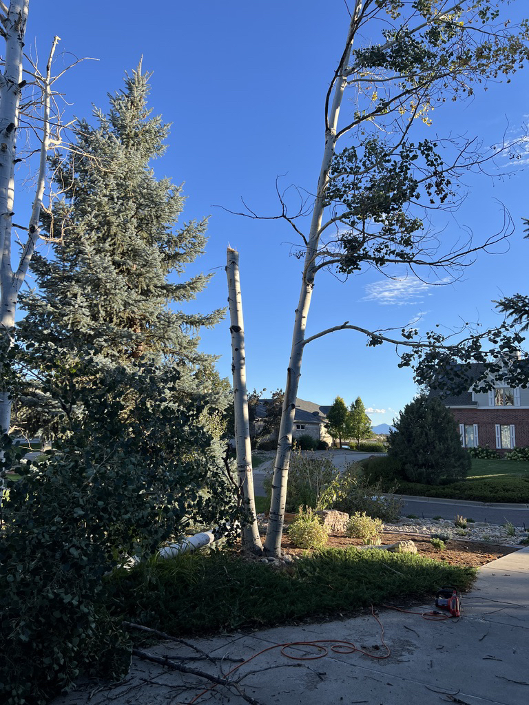 Trees gotta go