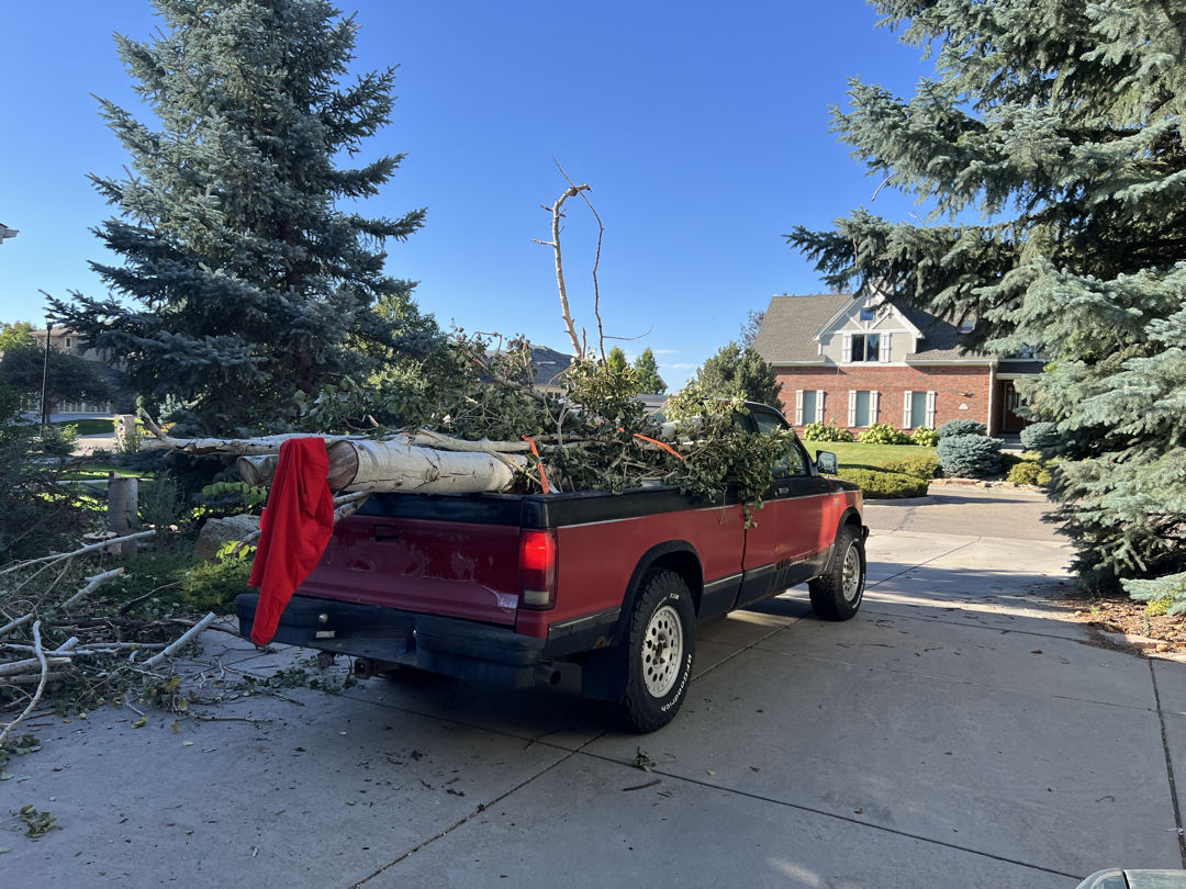 Time to take the trees for a ride!