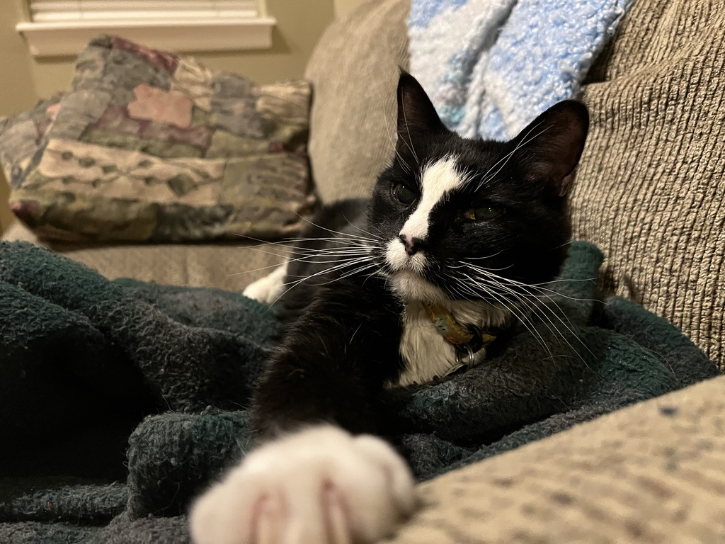 Henry's couch spot