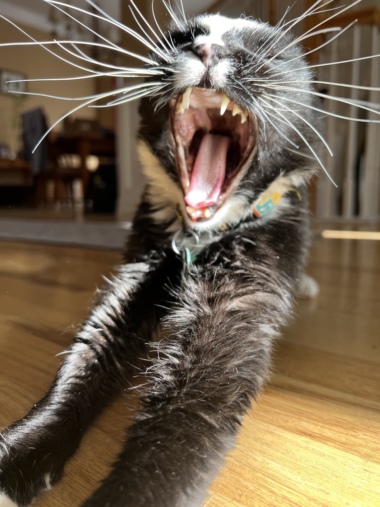 Big fang yawn