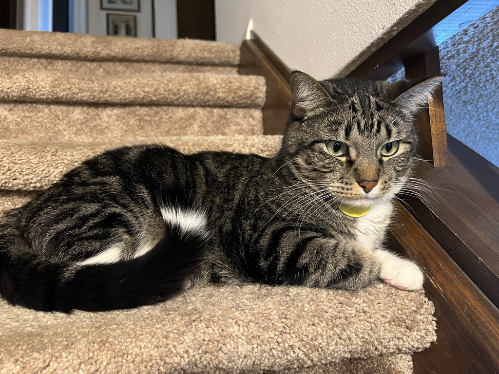 Feisty on the stairs