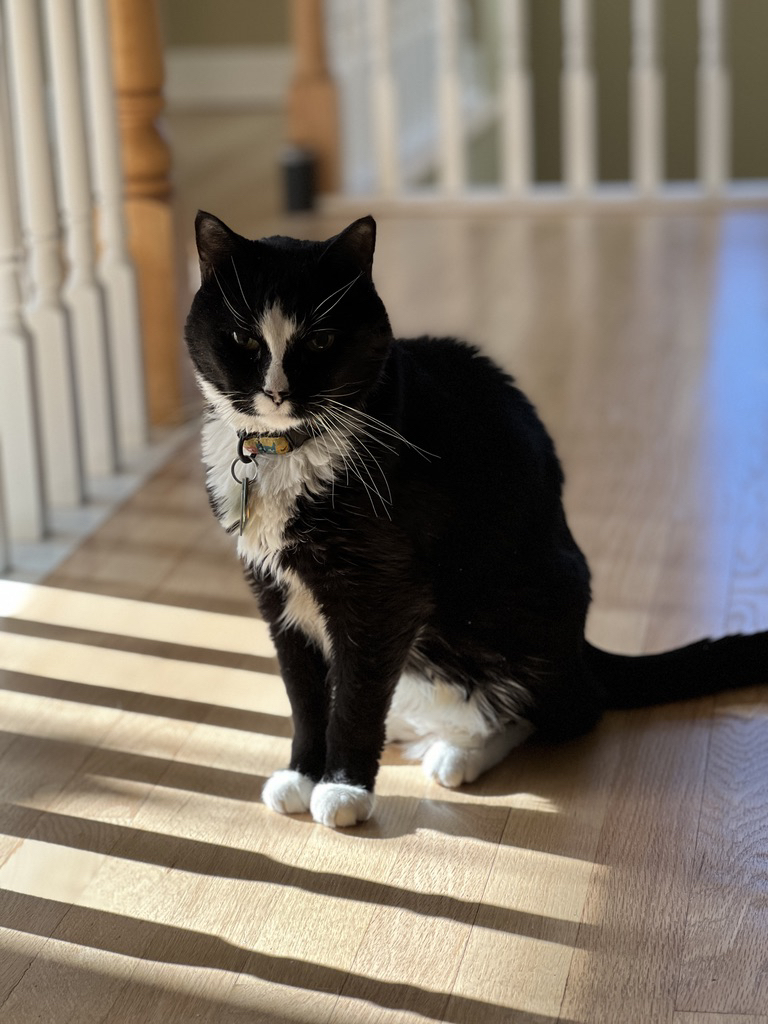 Se&ntilde;or Sunbeam