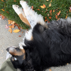 0D45A025-74A9-4126-9905-7B11C67966A4_1_201_a.jpeg