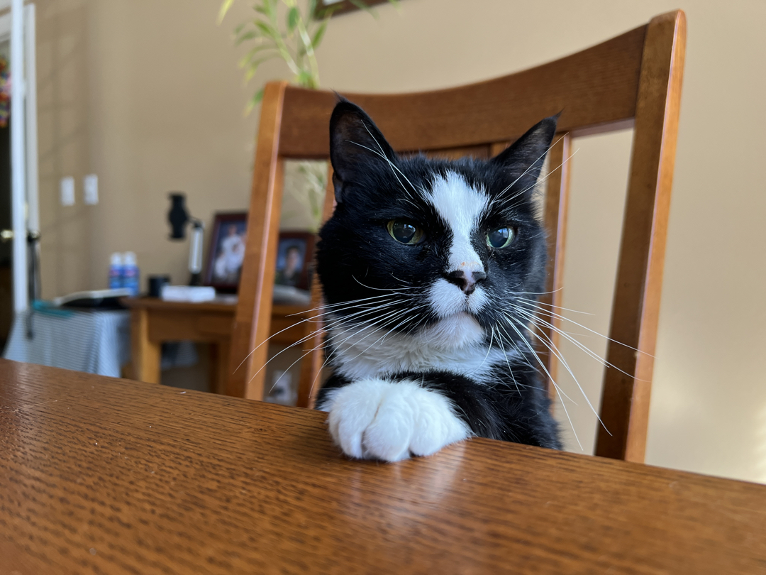 Politely asks for food NOW