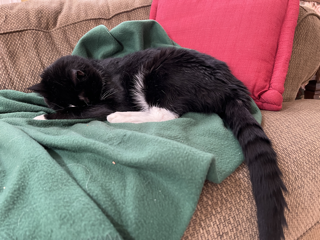 Sleeping like a lemur