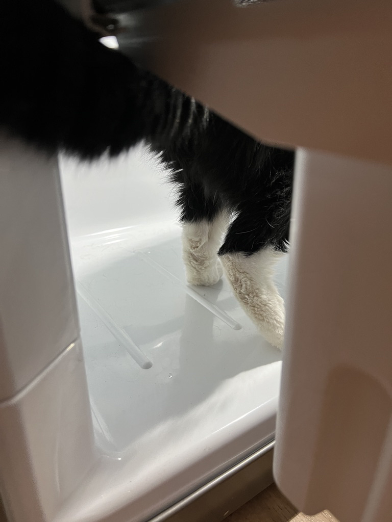 Into the freezer