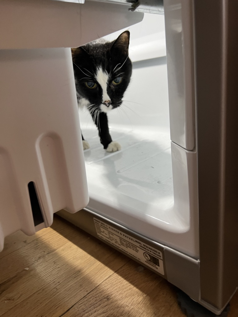 Trying to keep Henry nice and fresh