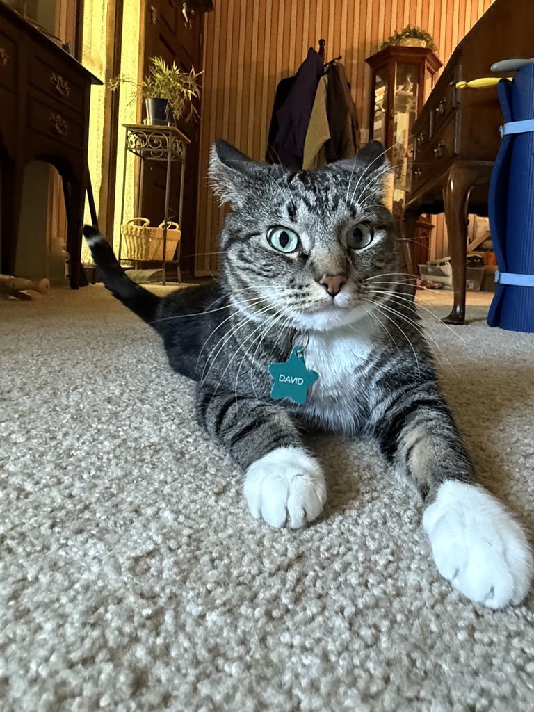 Psycho kitty