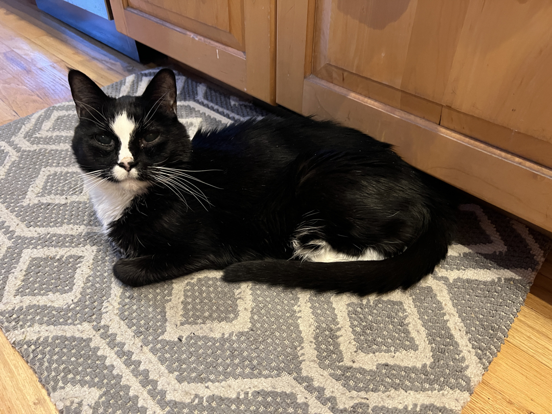 Warm on his rug